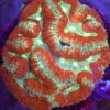 Lobophyllia red – WYSIWYG #2
