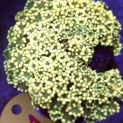 Alveopora Yellow kolonia WYSIWYG #1