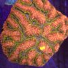 Lobophyllia red splash XL – WYSIWYG #1