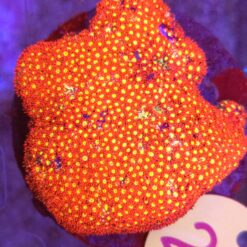 Goniopora Red Yellow Mouth Short Polyp WYSIWYG #29