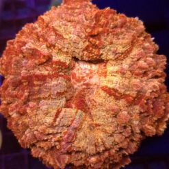 Acanthophyllia Red/Yellow mix WYSIWYG