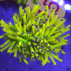 Euphyllia Holy Grail Cristata WYSIWYG #15