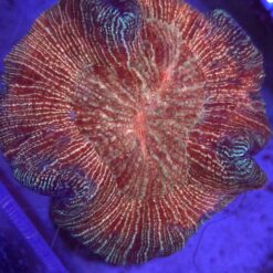 Trachyphyllia Rainbow WYSIWYG #20