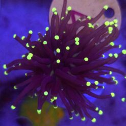 Euphyllia Glabrescens Black Torch Yellow tips WYSIWYG #4