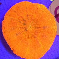 Scolymia Orange australis WYSIWYG #29