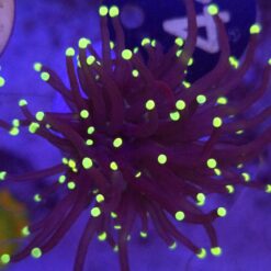 Euphyllia Glabrescens Black Torch Yellow tips WYSIWYG #44