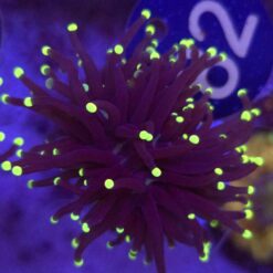 Euphyllia Glabrescens Black Torch Yellow tips WYSIWYG #82