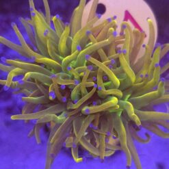 Euphyllia Euphyllia Glabrescens Rapunzel WYSIWYG #71