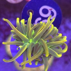 Euphyllia Euphyllia Glabrescens Rapunzel WYSIWYG #69