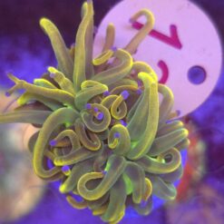 Euphyllia Euphyllia Glabrescens Rapunzel WYSIWYG #13