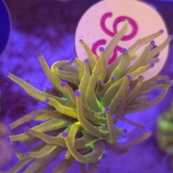 Euphyllia Euphyllia Glabrescens Rapunzel WYSIWYG #95
