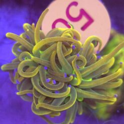 Euphyllia Euphyllia Glabrescens Rapunzel WYSIWYG #50