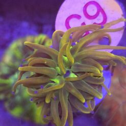 Euphyllia Euphyllia Glabrescens Rapunzel WYSIWYG #65