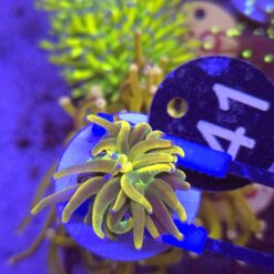 Euphyllia Euphyllia Glabrescens Rapunzel WYSIWYG #41
