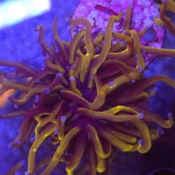 Euphyllia Glabrescens 24K WYSIWYG #73