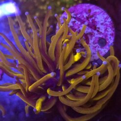 Euphyllia Glabrescens 24K WYSIWYG #10