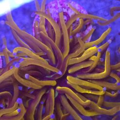 Euphyllia Glabrescens 24K WYSIWYG #36