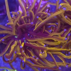 Euphyllia Glabrescens 24K WYSIWYG #33