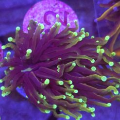 Euphyllia glabrescens Highlighter WYSIWYG #22