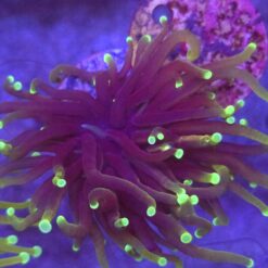 Euphyllia glabrescens Highlighter WYSIWYG #3