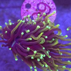 Euphyllia glabrescens Highlighter WYSIWYG #39
