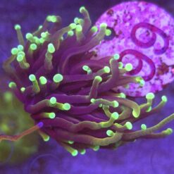 Euphyllia glabrescens Highlighter WYSIWYG #99