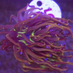 Euphyllia Glabrescens New York Nicks WYSIWYG #55