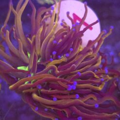 Euphyllia Glabrescens New York Nicks WYSIWYG #51