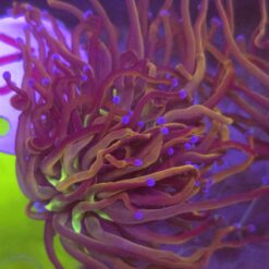 Euphyllia Glabrescens New York Nicks WYSIWYG #52