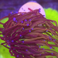 Euphyllia Glabrescens New York Nicks WYSIWYG #16
