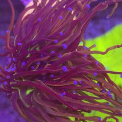 Euphyllia Glabrescens New York Nicks WYSIWYG #89