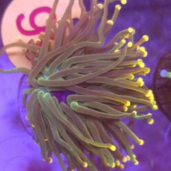 Euphyllia Glabrescens Green orange tips WYSIWYG #99