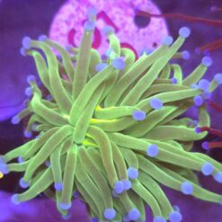 Euphyllia Glabrescens Green yellow mouth WYSIWYG #52