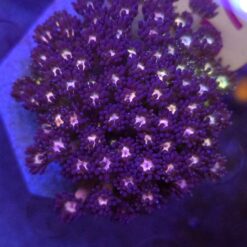 Goniopora Rainbow Blue WYSIWYG #97