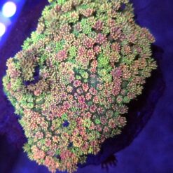 Goniopora Rainbow Mix WYSIWYG #101