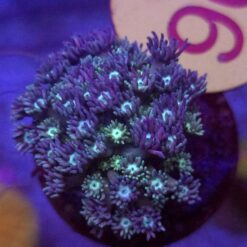 Goniopora Rainbow Blue WYSIWYG #96