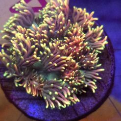 Goniopora Rainbow Mix WYSIWYG #45