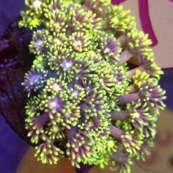 Goniopora Rainbow Mix Yellow WYSIWYG #79