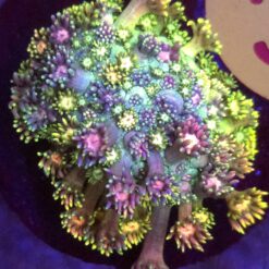 Goniopora Rainbow Mix Yellow WYSIWYG #35