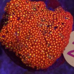 Goniopora Fireburst WYSIWYG #29