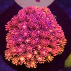 Goniopora Rainbow Pink WYSIWYG #46