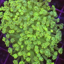 Goniopora Rainbow Toxic Green kolonia WYSIWYG #4