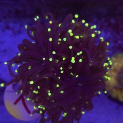Euphyllia Glabrescens Black Torch Yellow tips 2 głowy WYSIWYG #73