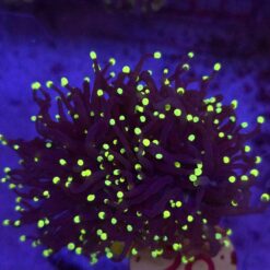 Euphyllia Glabrescens Black Torch Yellow tips 2 głowy WYSIWYG #29