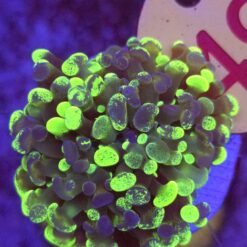 Euphyllia Paraancora Grafted WYSIWYG #49