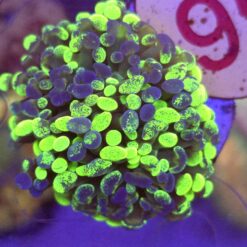 Euphyllia Paraancora Grafted WYSIWYG #95