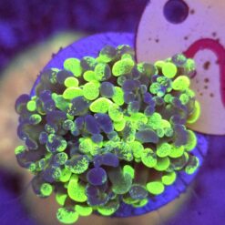 Euphyllia Paraancora Grafted WYSIWYG #21
