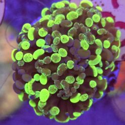 Euphyllia Paraancora Grafted WYSIWYG #83