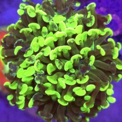 Euphyllia Paraancora Grafted WYSIWYG #46