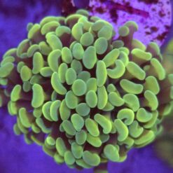 Euphyllia Paraancora Gold WYSIWYG #1